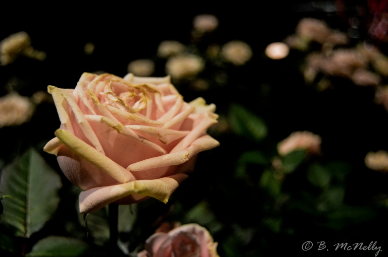 Rose petals in bloom